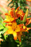 Lily Blooms