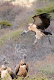 Vulture Approach.jpg