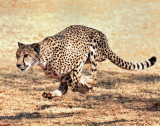 Botswana Cheetah
