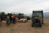 At the market place