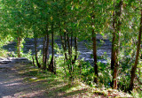 rangée de cèdres(tuya canadensis)