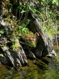 les rochers du bord