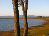 deux arbres devant le paysage