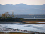 la voile blanche