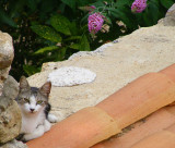 le chat sur le mur