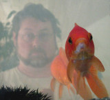 A red fish and I