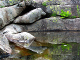 le reflet à la fougère