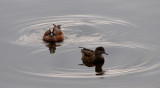 couple dans l'eau
