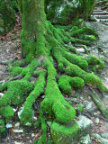 Mousse verte sur racines