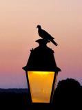 Le pigeon sentinelle