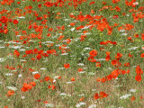 coquelicots
