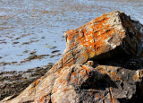 Lichens sur roche