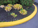 la marque jaune du Holiday Inn