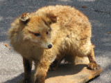 renard empaill  vendre