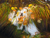 bave d'automne