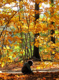 collectionneur de feuilles