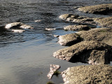 la côte rocheuse de la Chaudière