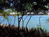 le fleuve derrière les arbustes