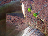 pyramides aux yeux verts