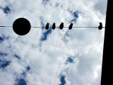 pigeons sur un fil