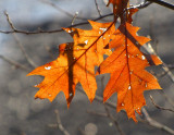 Paire de feuilles