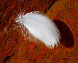 plume blanche flottante