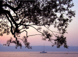 le petit bateau sous le gros arbre