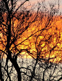 L'arbre enflammé