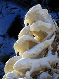 Caucus de glace