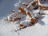 Un peu d'hiver sur les baies oranges