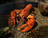 homard dans le petit bassin