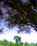 reflet des saules