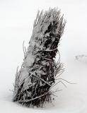 le buisson enneigé
