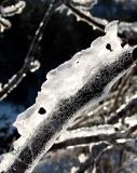 la branche à deux trous