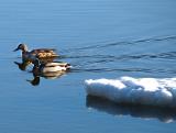 couple de canards malards