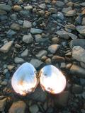 coquilles