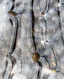 Fluidité glaciale