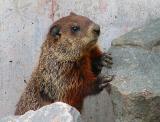 Marmotte