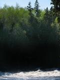 les rapides , l'ombre et la cime des arbres