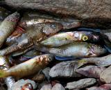 cimetière de poissons