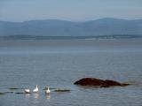 3 oies vers Charlevoix