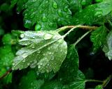 gouttelettes de pluie