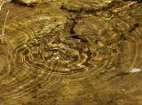 les ronds d'eau