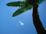 le palmier de plastique et le nuage