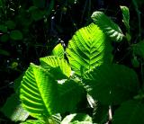 feuilles de sous-bois