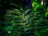Plante de sous bois
