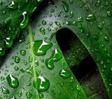 Monstera