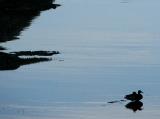 L'ombre des canards