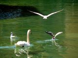 Annecy, drôle de famille