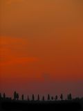 Ciel orangé du Chianti